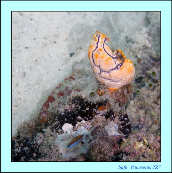 2009    07   Kapalai 03